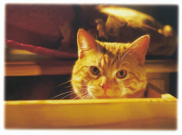 Gatti (379)